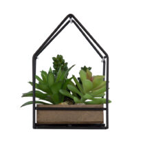Mixed Succulents in Black Metal House Terrarium