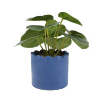 Money Plant in Matte Blue Ceramic Pot