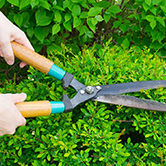 hedge shears hedge shears